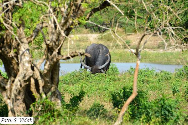 putovanje-šri-lanka-1