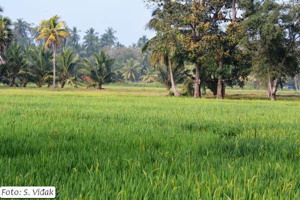 putovanje-šri-lanka-11
