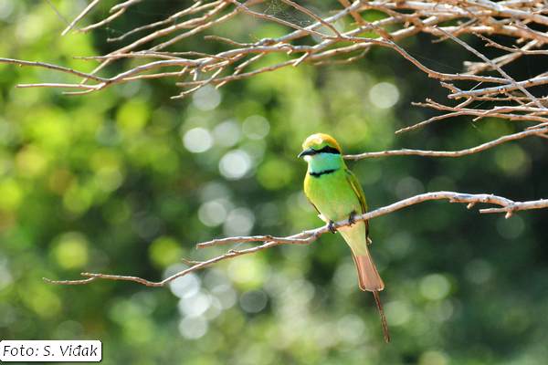 putovanje-šri-lanka-18