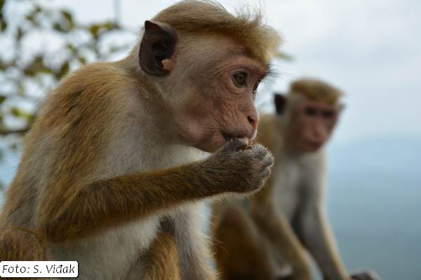 putovanje-šri-lanka-3