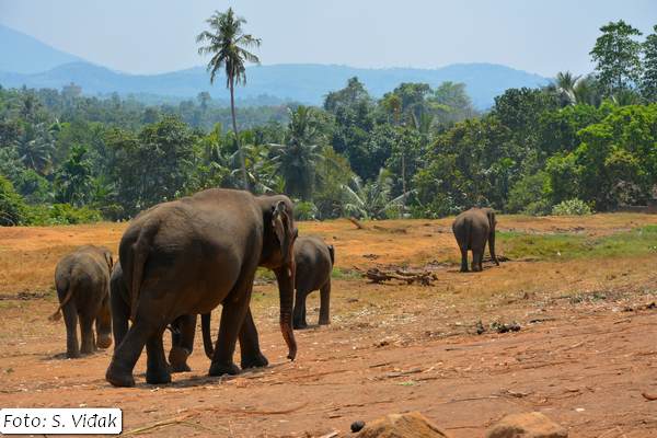 putovanje-šri-lanka-5